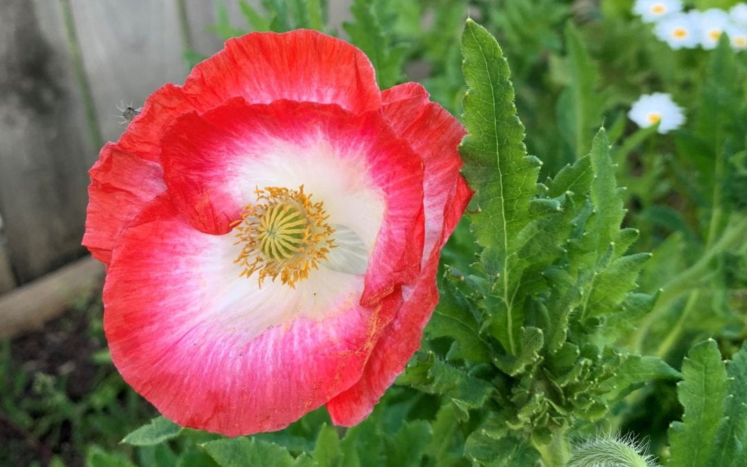 Is Tall Poppy Syndrome holding New Zealand back?