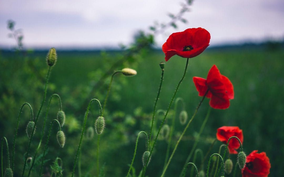 Research shows Tall Poppy Syndrome negatively affects New Zealand entrepreneurs